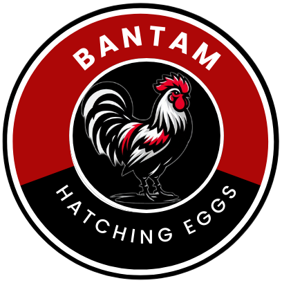 Bantam Hatching Eggs